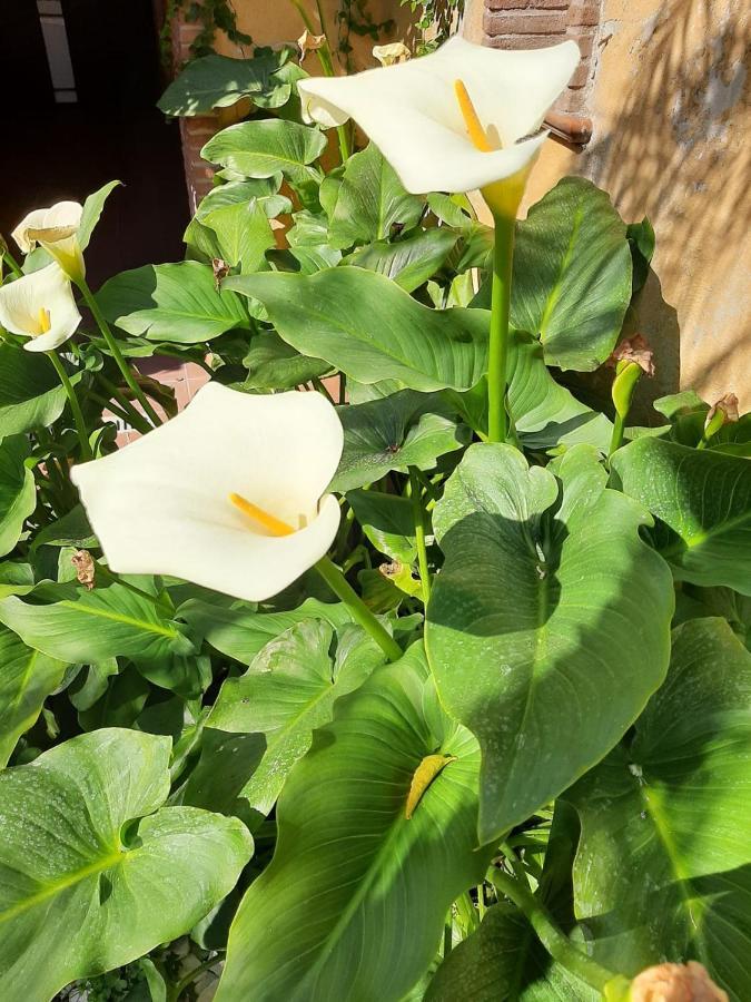 Il Giardino Sul Corso Διαμέρισμα Scafati Εξωτερικό φωτογραφία